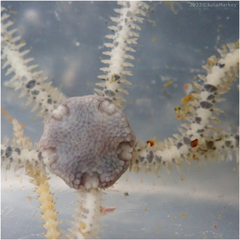 Amphiodia occidentalis