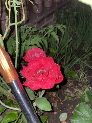 Rosa