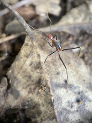 Leptomyrmex rufithorax