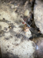 Leptomyrmex rufithorax