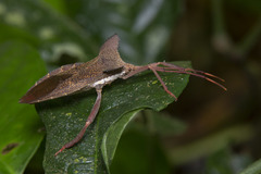 Prionolomia