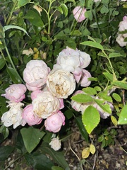 Magnoliopsida