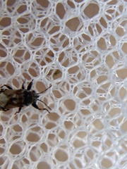 Phlegyas abbreviatus