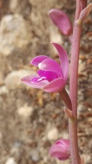 Bletia mexicana