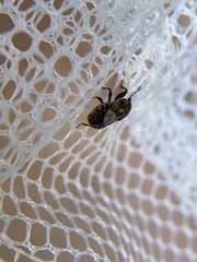 Phlegyas abbreviatus