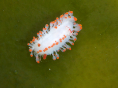 Limacia mcdonaldi