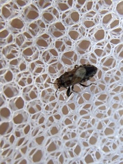 Phlegyas abbreviatus