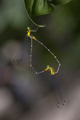 Coeliccia pulchella