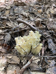 Pityopus californicus