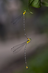 Coeliccia pulchella