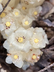 Pityopus californicus