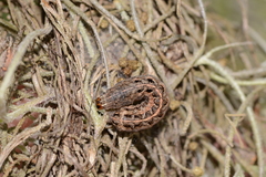 Elaphria fuscimacula