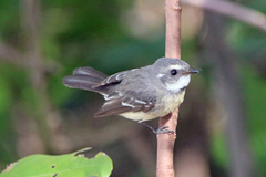 Rhipidura phasiana