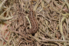 Elaphria fuscimacula