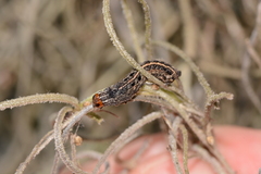 Elaphria fuscimacula