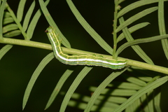 Cutina distincta