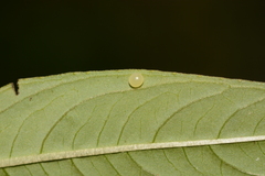 Eumorpha fasciatus