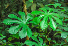 Cecropia concolor