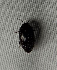 Chelonarium lecontei