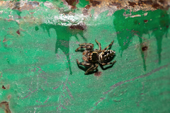 Paraphidippus aurantius