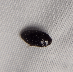 Chelonarium lecontei