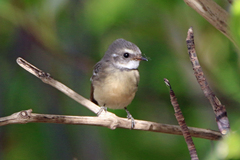 Rhipidura phasiana