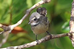 Rhipidura phasiana