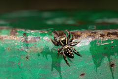 Paraphidippus aurantius