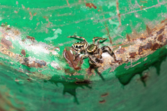 Paraphidippus aurantius