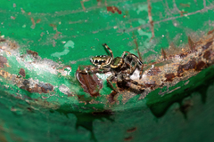 Paraphidippus aurantius