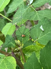 Leiobunum nigropalpi