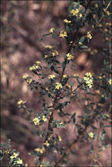Pimelea serpyllifolia