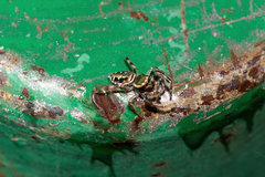 Paraphidippus aurantius