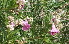 Chilopsis linearis