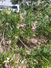 Chilopsis linearis