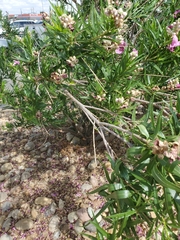 Chilopsis linearis