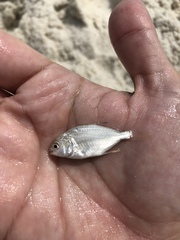 Trachinotus carolinus