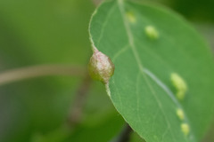 Pemphigus populivenae