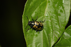 Zygogramma signatipennis