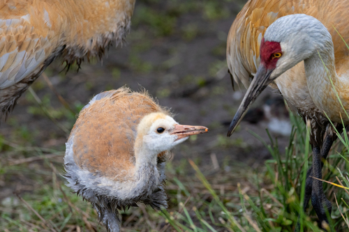 Sandhill Crane, photo 7 of 10