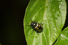 Zygogramma signatipennis