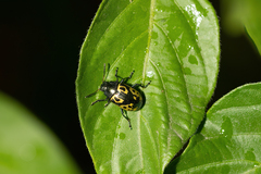 Zygogramma signatipennis