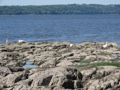 Anser caerulescens atlanticus