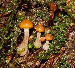 Galerina patagonica