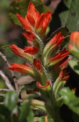 Castilleja litoralis