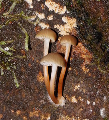 Mycena tuvara