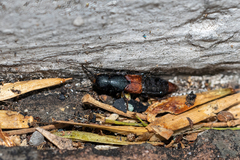 Platydracus phoenicurus