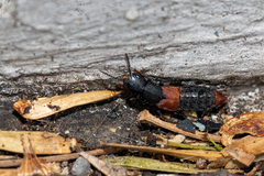 Platydracus phoenicurus