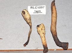 Xylaria enterogena
