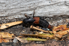 Platydracus phoenicurus